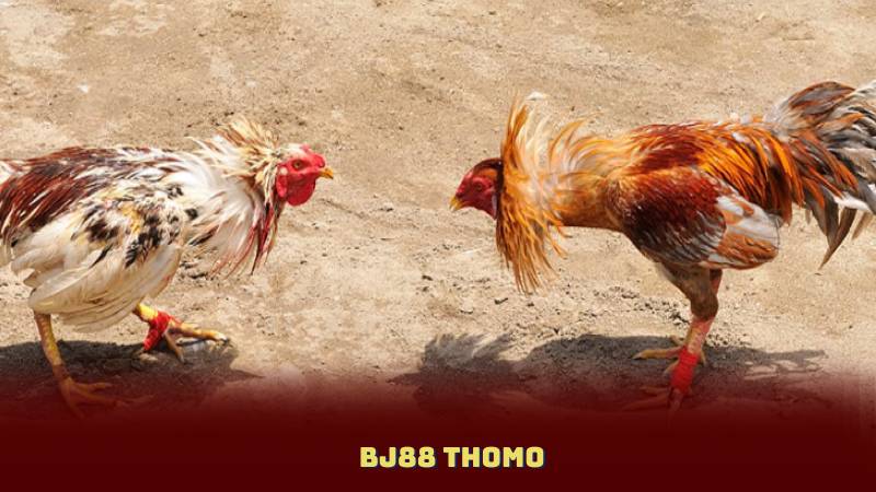 BJ88 Thomo Khám Phá Cách Đăng Nhập Và Chơi Game Dễ Dàng