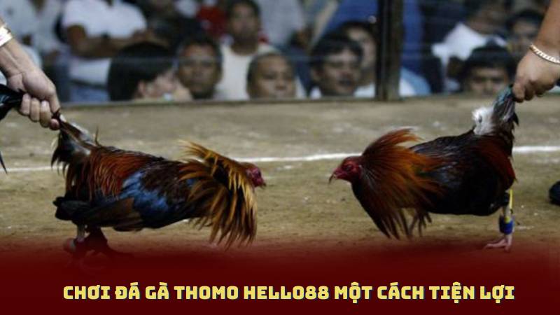 Chơi Đá Gà Thomo Hello88 Một Cách Tiện Lợi