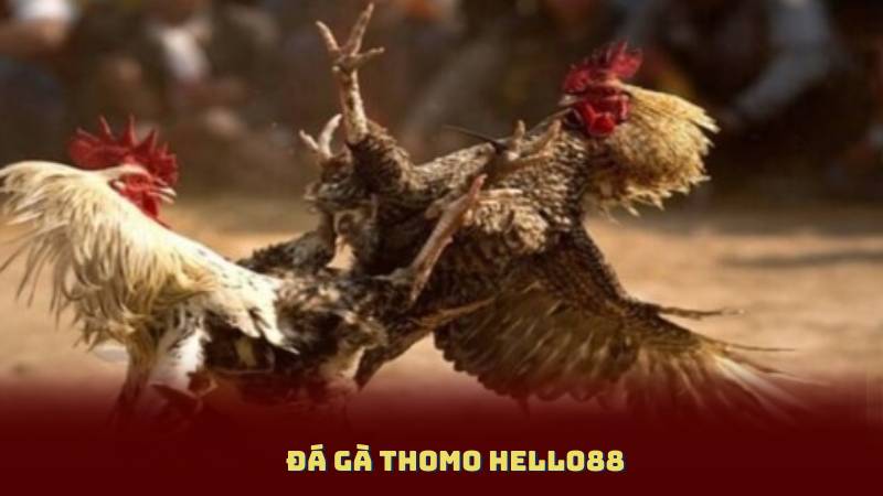 Đá Gà Thomo Hello88 - Những Lý Do Khiến Người Chơi Yêu Thích